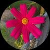 calkon_color
